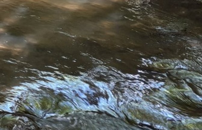 Tote Fische wurden im Fließgewässer gefunden.  Symbolbild: Rücker