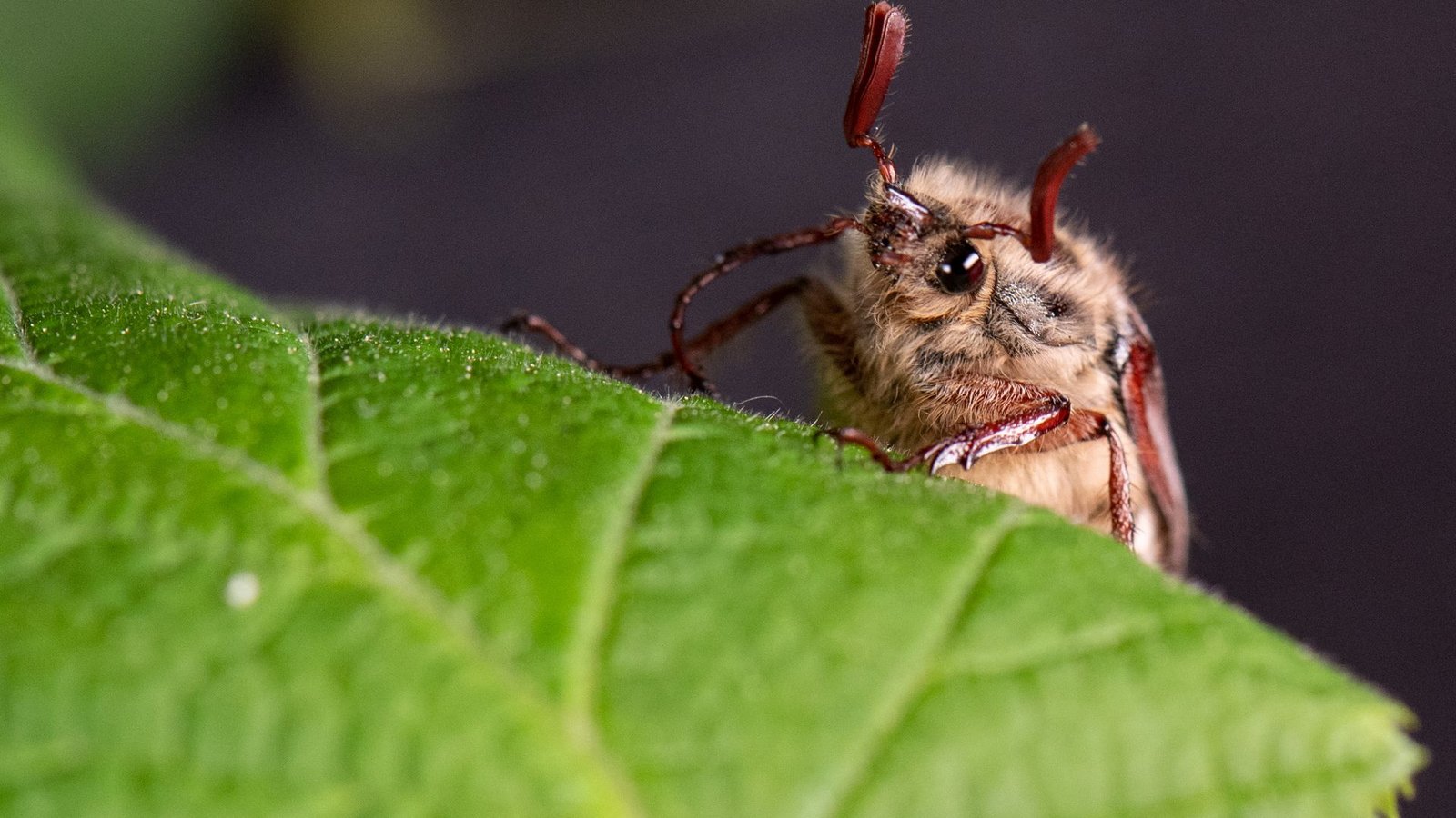 Die Massenflüge finden in der Regel alle vier Jahre statt. (Archivbild)Foto: Boris Roessler/dpa