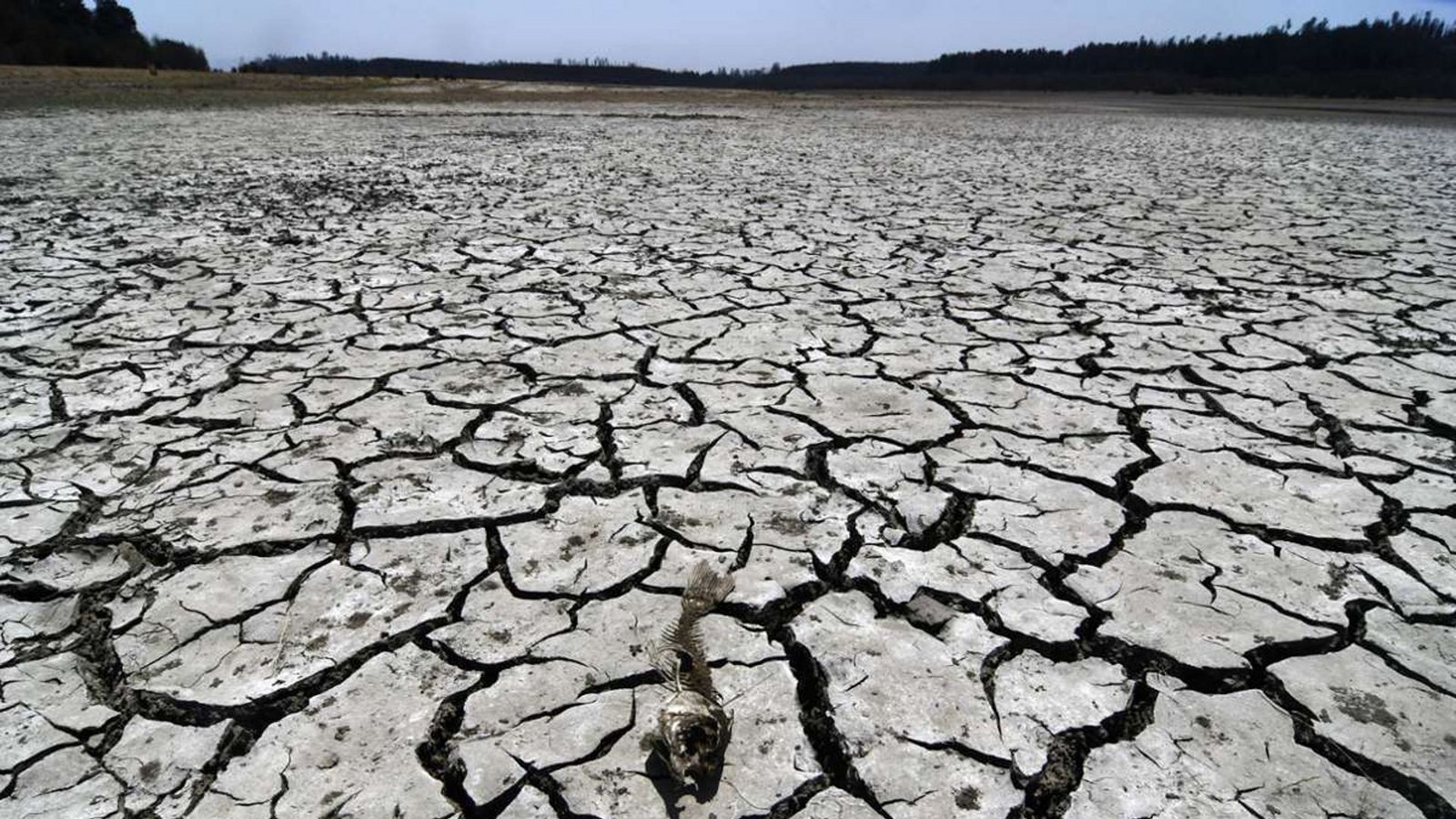 Trockenheit: Die Zunahme von Temperaturen, Trockenheit und Dürren hat die Länge der Waldbrand-Phasen erhöht und die Feuer-gefährdete Fläche verdoppelt (Bild: Die Überreste eines toten Fisches liegen auf dem Boden in einem trockenen Gebiet des Peñuelas Sees im chilenischen Valparaiso).Foto: Pablo Ovalle Isasmendi/Agencia Uno/dpa Trockenheit: Die Zunahme von Temperaturen, Trockenheit und Dürren hat die Länge der Waldbrand-Phasen erhöht und die Feuer-gefährdete Fläche verdoppelt (Bild: Die Überreste eines toten Fisches liegen auf dem Boden in einem trockenen Gebiet des Peñuelas Sees im chilenischen Valparaiso).Foto: Pablo Ovalle Isasmendi/Agencia Uno/dpa