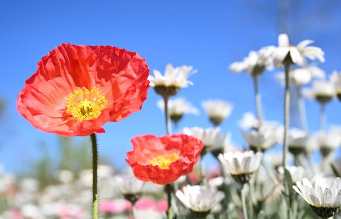 In knapp zehn Tagen, am 24. April, startet die Landesgartenschau in Ellwangen.<span class='image-autor'>Foto: dpa/Felix Kästle</span>
