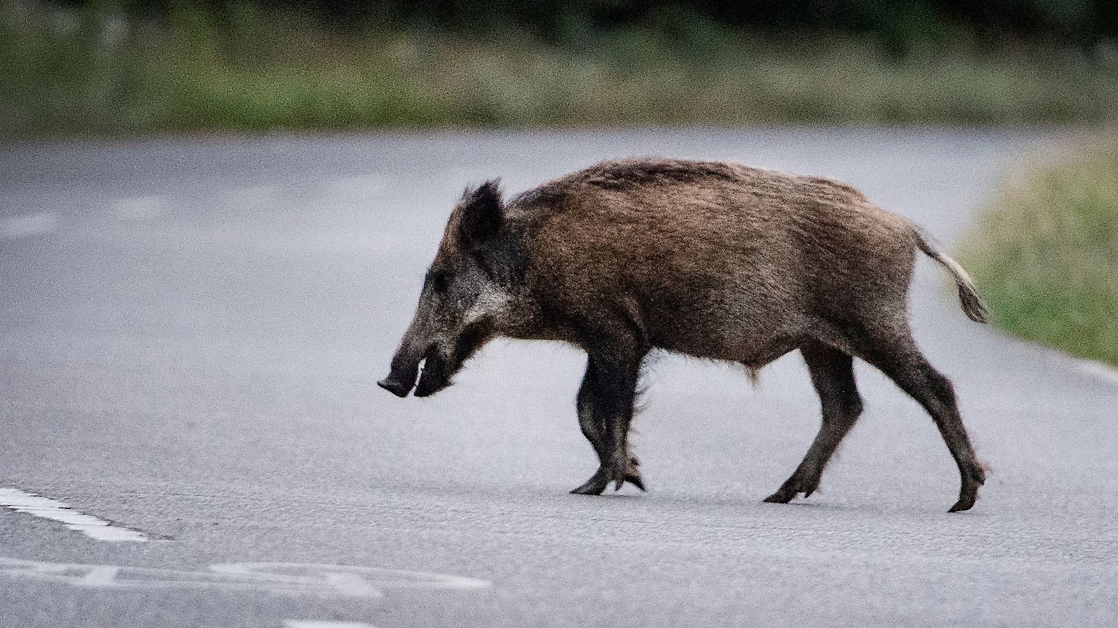 Zehn Frischlinge und ein Muttertier starben durch den Zusammenstoß (Symbolbild).Foto: dpa/Paul Zinken