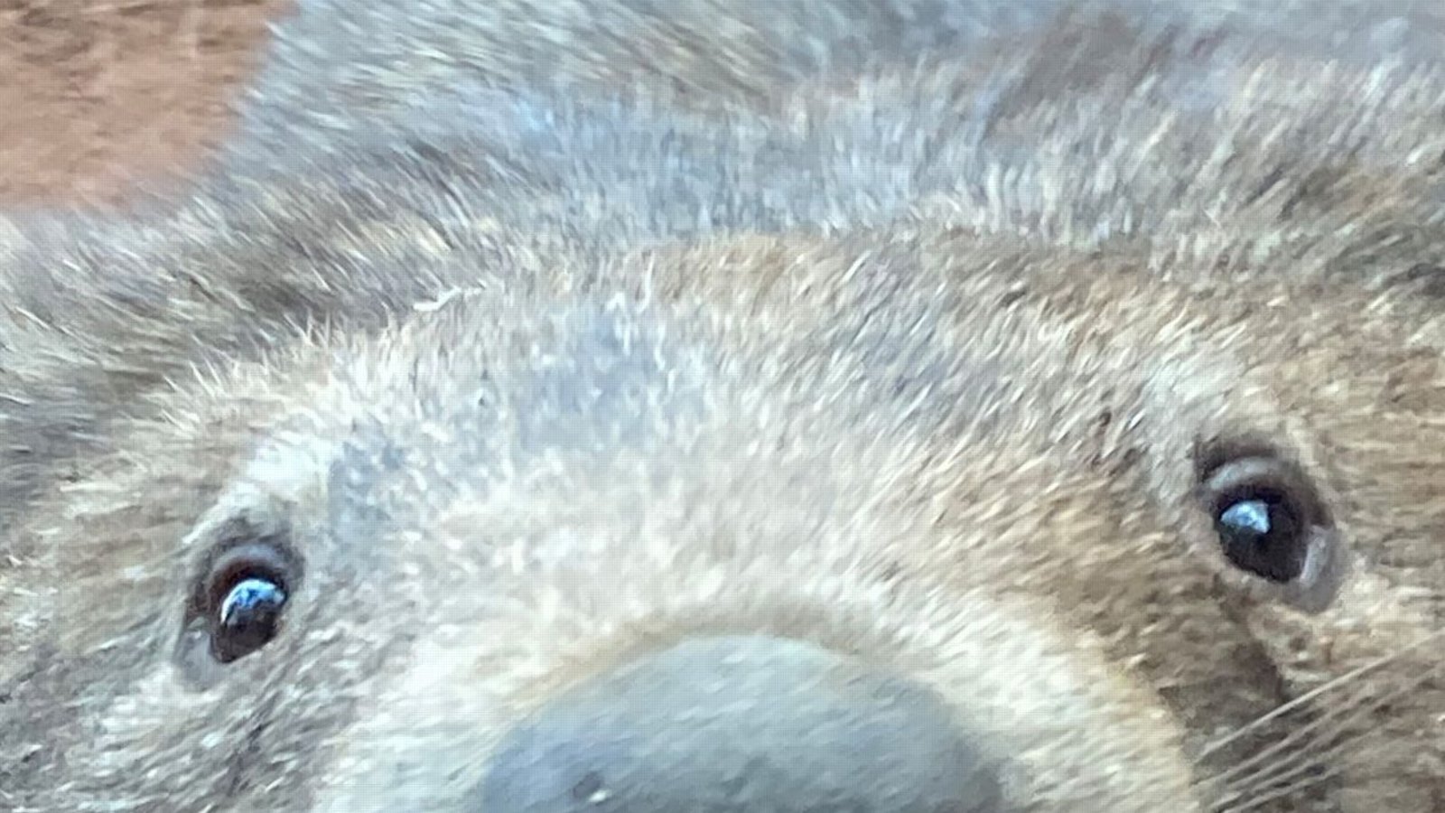 Artensterben: Das Tempo beim Aussterben von Arten hat sich massiv beschleunigt. Schätzungen zufolge ist es tausend Mal höher als vor dem Antropzän, dem erdgeschichtlichen Zeitalter des Menschen (Bild:Ein Wombat geht durch sein Gehege im Wild Life Sydney Zoo).Foto: Carola Frentzen/dpa Artensterben: Das Tempo beim Aussterben von Arten hat sich massiv beschleunigt. Schätzungen zufolge ist es tausend Mal höher als vor dem Antropzän, dem erdgeschichtlichen Zeitalter des Menschen (Bild:Ein Wombat geht durch sein Gehege im Wild Life Sydney Zoo).Foto: Carola Frentzen/dpa