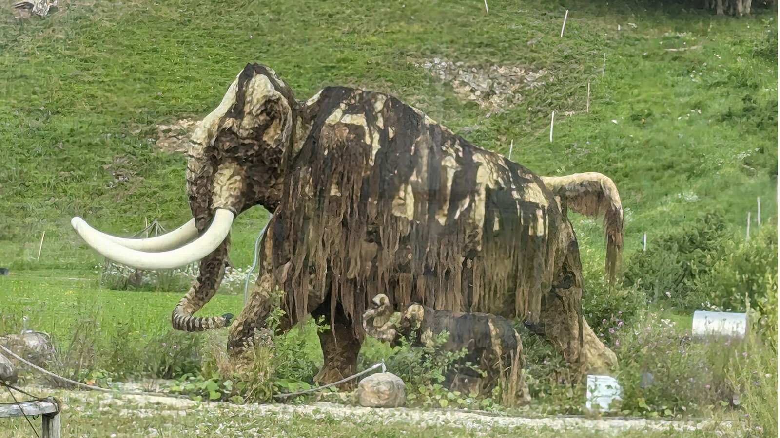 Auch die lebensechte Nachbildung eines Wollhaarmammuts, ausgeführt einst mit Pferdehaaren, verrottet.Foto: Rüdiger Bäßler Auch die lebensechte Nachbildung eines Wollhaarmammuts, ausgeführt einst mit Pferdehaaren, verrottet.Foto: Rüdiger Bäßler