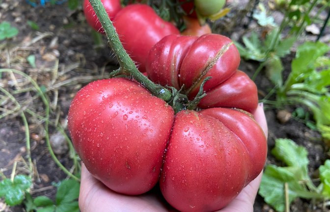 Catfacing ist ein Begriff aus dem Englischen und beschreibt bestimmte Verformungen von Tomaten. Alles Wichtige über Catface-Tomaten.<span class='image-autor'>Foto: KanphotoSS / Shutterstock.com</span>