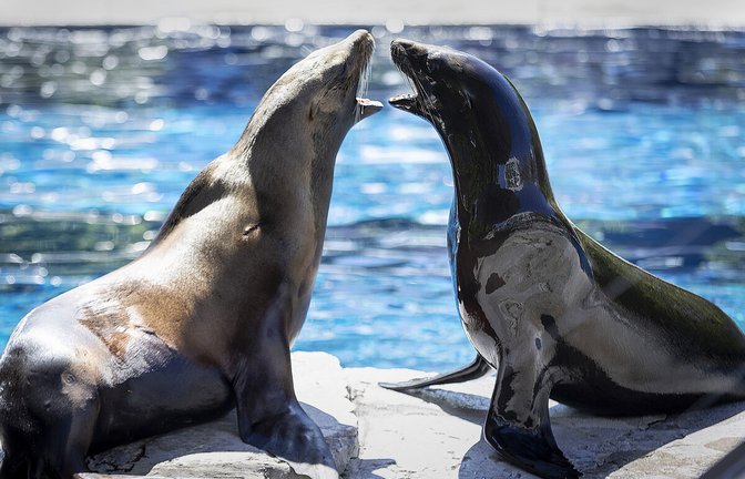 Seelöwen im Sonnenschein: Die Wilhelma zählt zu den touristischen Highlights in Stuttgart und der Region. Seelöwen im Sonnenschein: die Wilhelma zählt zu den touristischen Highlights in Stuttgart und der Region.<span class='image-autor'>Foto: Lichtgut/Julian Rettig</span>