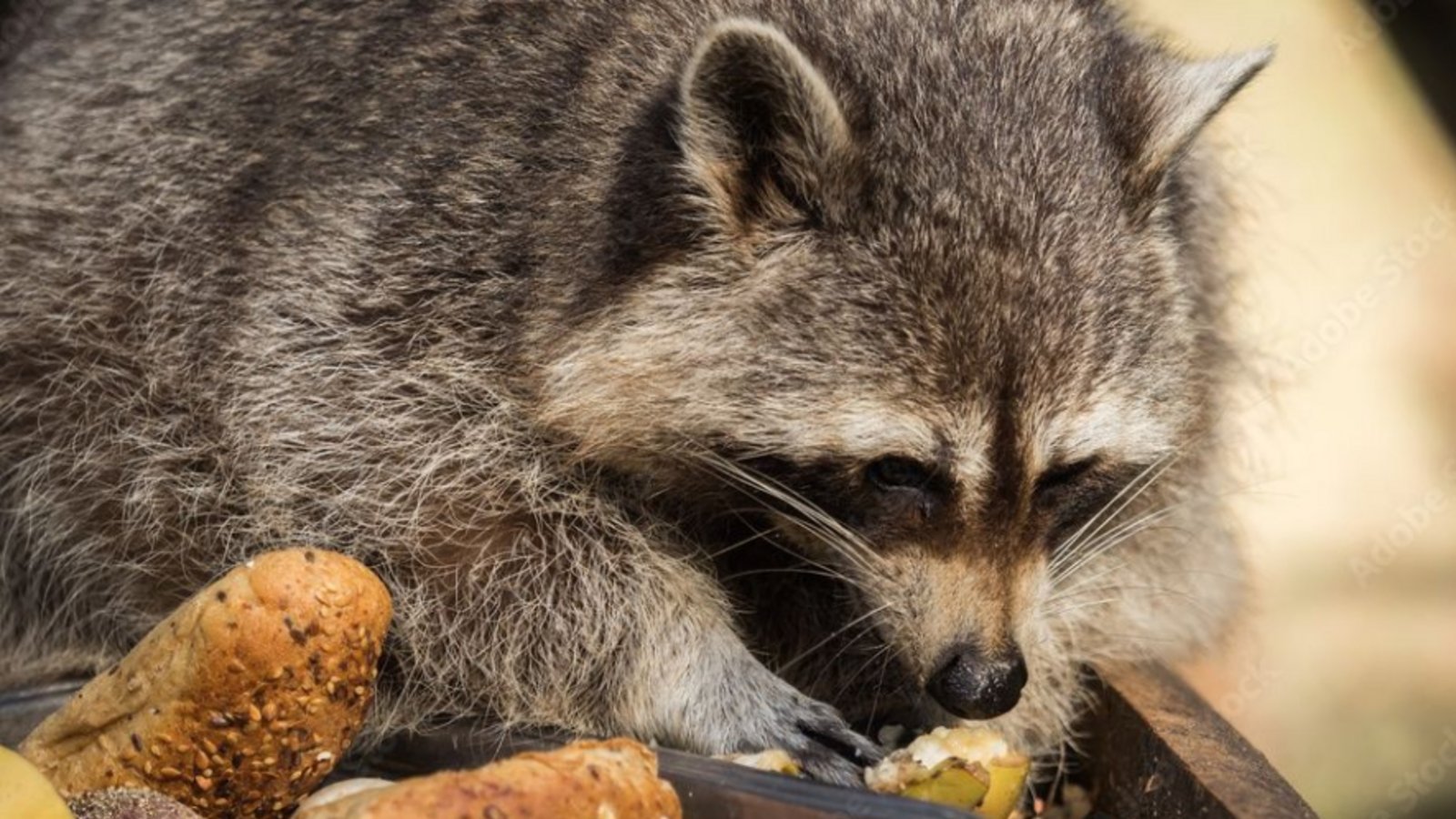 Wildtiere füttern Forstamt Enzkreis Foto: Adobe Stock