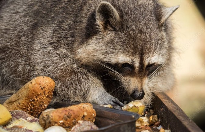 Wildtiere füttern Forstamt Enzkreis Foto: Adobe Stock