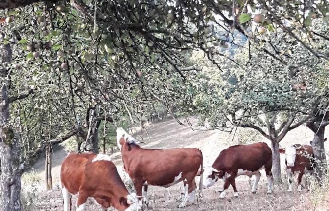 Von wegen blöde Kuh. Bei den Hinterwälder-Rindern in Aurich schüttelt eine den Apfelbaum und die anderen fressen mit.  Foto: Rücker
