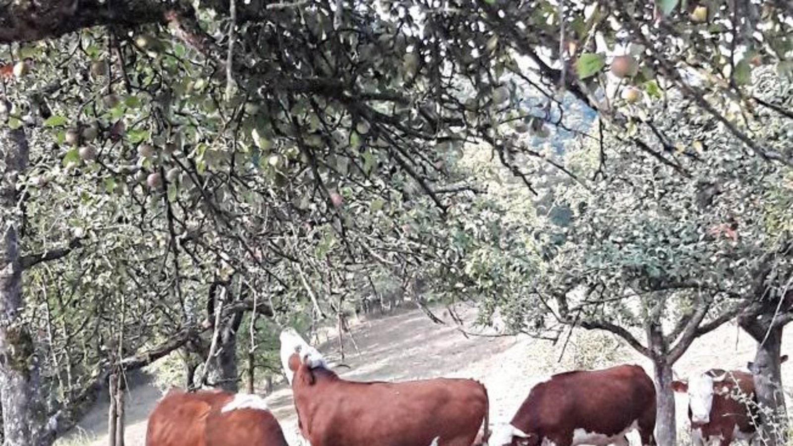 Von wegen blöde Kuh. Bei den Hinterwälder-Rindern in Aurich schüttelt eine den Apfelbaum und die anderen fressen mit. Foto: Rücker Von wegen blöde Kuh. Bei den Hinterwälder-Rindern in Aurich schüttelt eine den Apfelbaum und die anderen fressen mit. Foto: Rücker