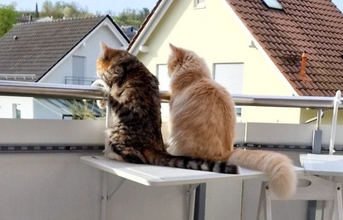 „Meine beiden sieben Monate alte Katzen Mia und Leo bei ihrem ersten Balkonbesuch in Riet. Alles ist so spannend und neu“, schreibt Regine Seiz zu ihrem Foto.