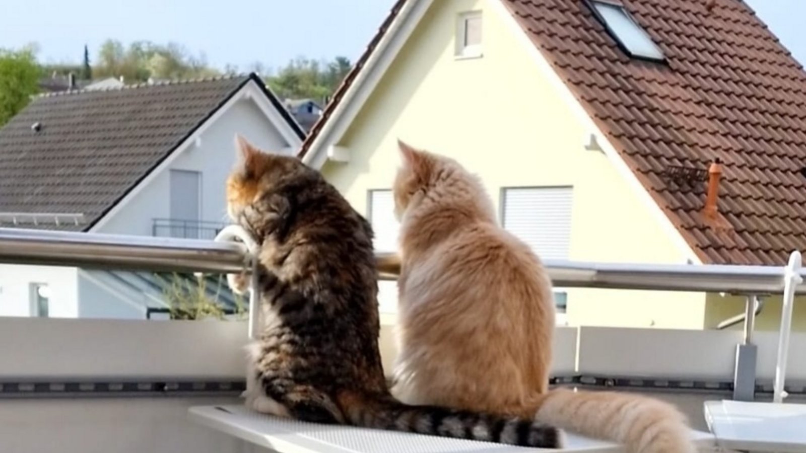 „Meine beiden sieben Monate alte Katzen Mia und Leo bei ihrem ersten Balkonbesuch in Riet. Alles ist so spannend und neu“, schreibt Regine Seiz zu ihrem Foto.