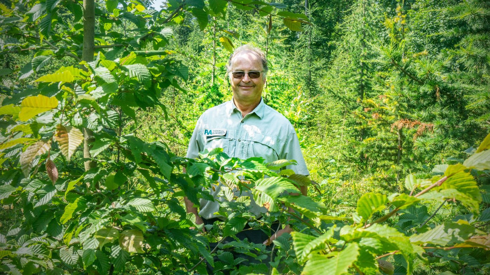 Ulrich Kohnle inspiziert das Versuchsfeld mit neuen Baumarten bei Pulverdingen – im Vordergrund sieht man die Hainbuche, im Hintergrund die Atlaszeder.Foto: Faltin