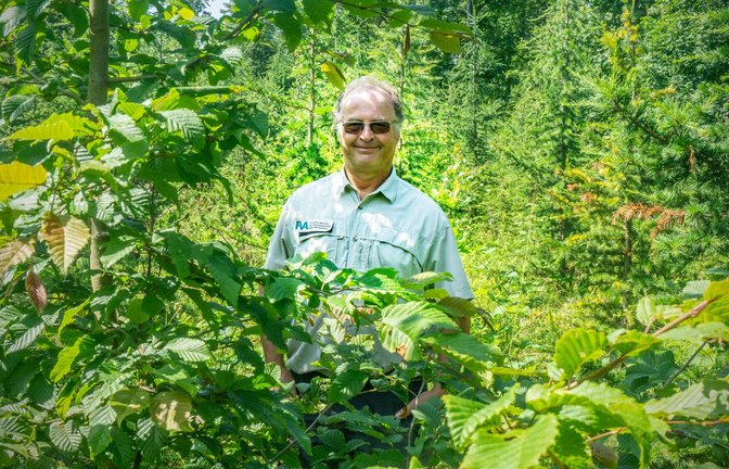 Ulrich Kohnle inspiziert das Versuchsfeld mit neuen Baumarten bei Pulverdingen – im Vordergrund sieht man die Hainbuche, im Hintergrund die Atlaszeder.<span class='image-autor'>Foto: Faltin</span>