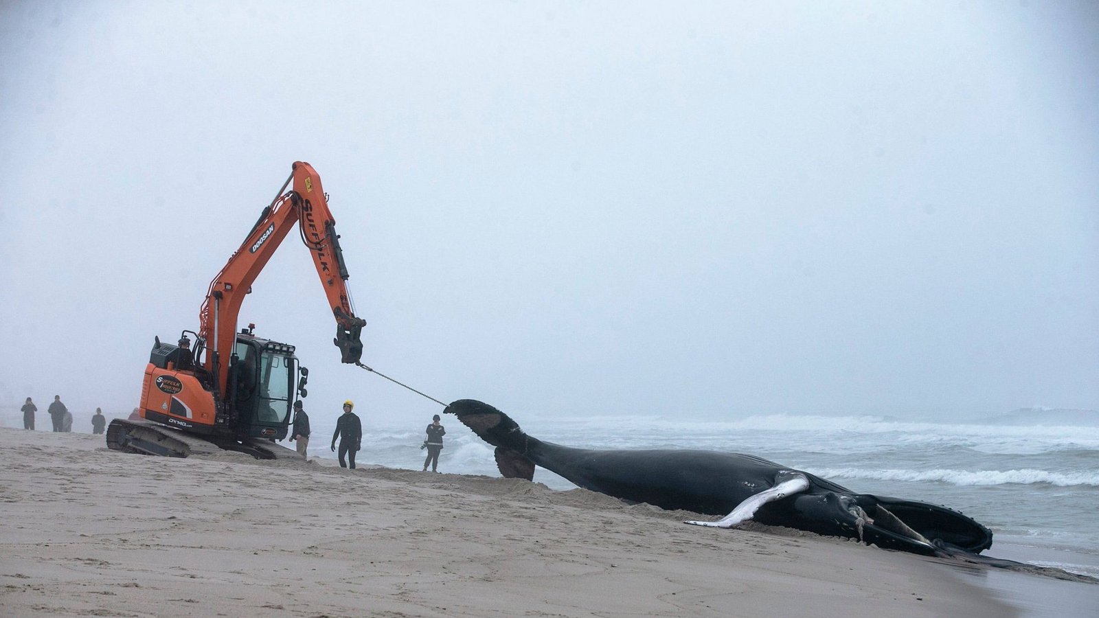Immer wieder landen die großen Säugetiere an der Küste –  wie auch dieser Buckelwal an der Ostküste der USA im März 2023.Foto: IMAGO/USA TODAY Network/IMAGO/Doug Hood