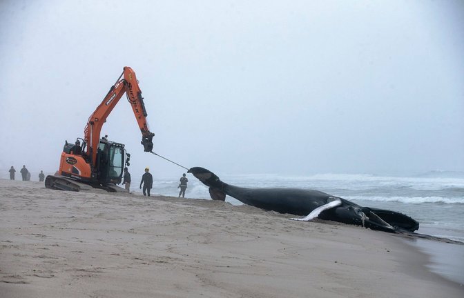 Immer wieder landen die großen Säugetiere an der Küste –  wie auch dieser Buckelwal an der Ostküste der USA im März 2023.<span class='image-autor'>Foto: IMAGO/USA TODAY Network/IMAGO/Doug Hood</span>