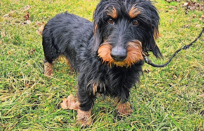 Der Rauhaardackel Rudi gehört mittlerweile dem Tierheim.   „Friedrich“ haben die Tierheim-Mitarbeiter den Dackel getauft.<span class='image-autor'>Foto: Tierheim Stuttgart</span>