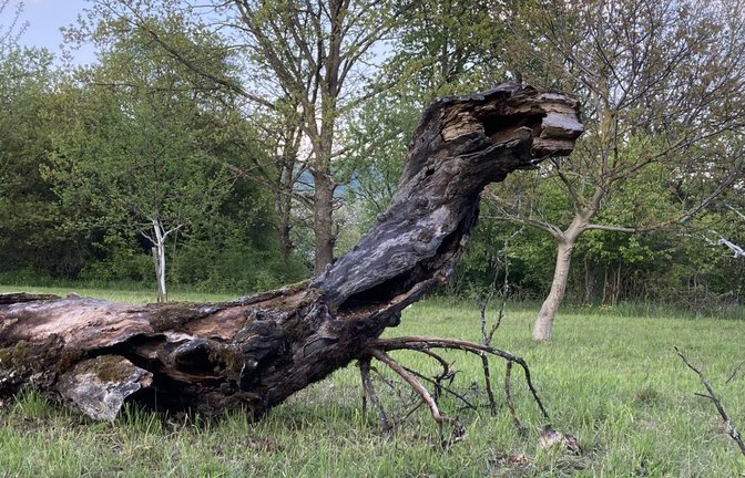 „Die fossilen Überreste eines Aegyptosaurus apfelholzii ensingensis. Fundort: circa 200 Meter vor einer neu gebohrten Mineralquelle. Vermutlich auf dem Weg zur (fossilen) Quelle verdurstet“, schreibt Roland Schneider aus Ensingen zu seinem Foto.