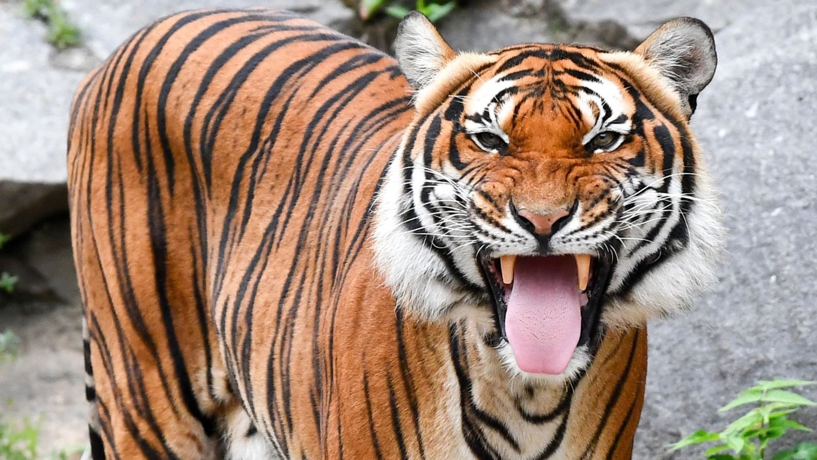 Indochinesische Tiger sind in freier Wildbahn sehr selten geworden. (Archivbild)Jens Kalaene/dpa-Zentralbild/dpa