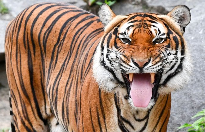 Indochinesische Tiger sind in freier Wildbahn sehr selten geworden. (Archivbild)<span class='image-autor'>Jens Kalaene/dpa-Zentralbild/dpa</span>