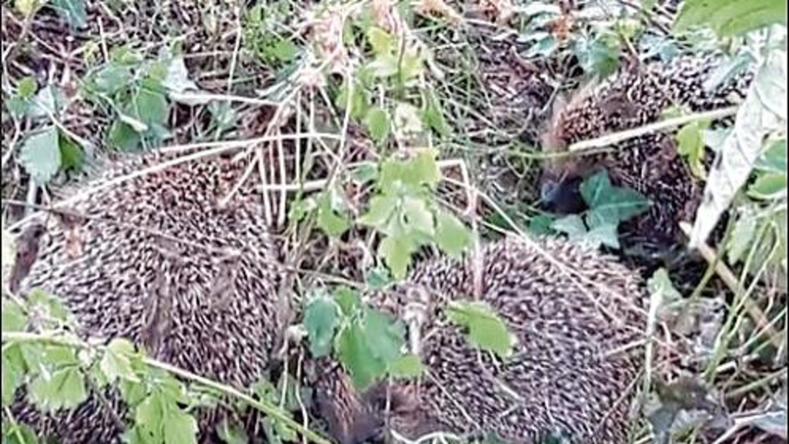 Drei Igel geben sich im Auricher Hausgarten wohl dem Liebeswerben hin. Foto: Rücker