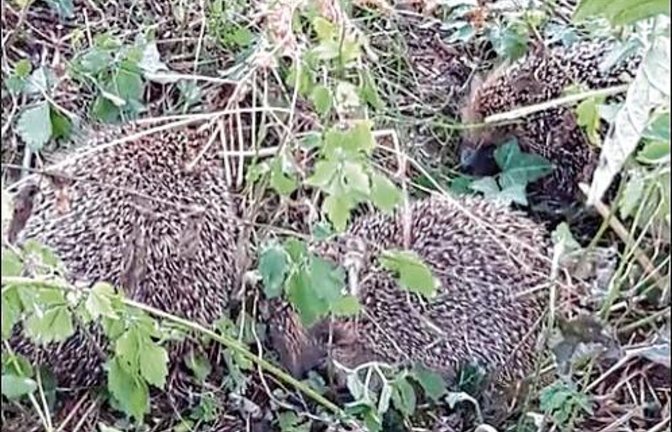 Drei Igel geben sich im Auricher Hausgarten wohl dem Liebeswerben hin. Foto: Rücker