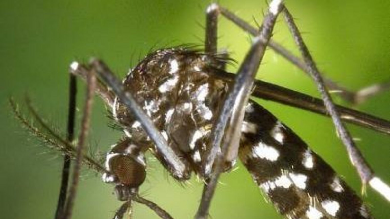 Asiatische Tigermücke. Foto: WikiImages/pixabay.com Asiatische Tigermücke. Foto: WikiImages/pixabay.com