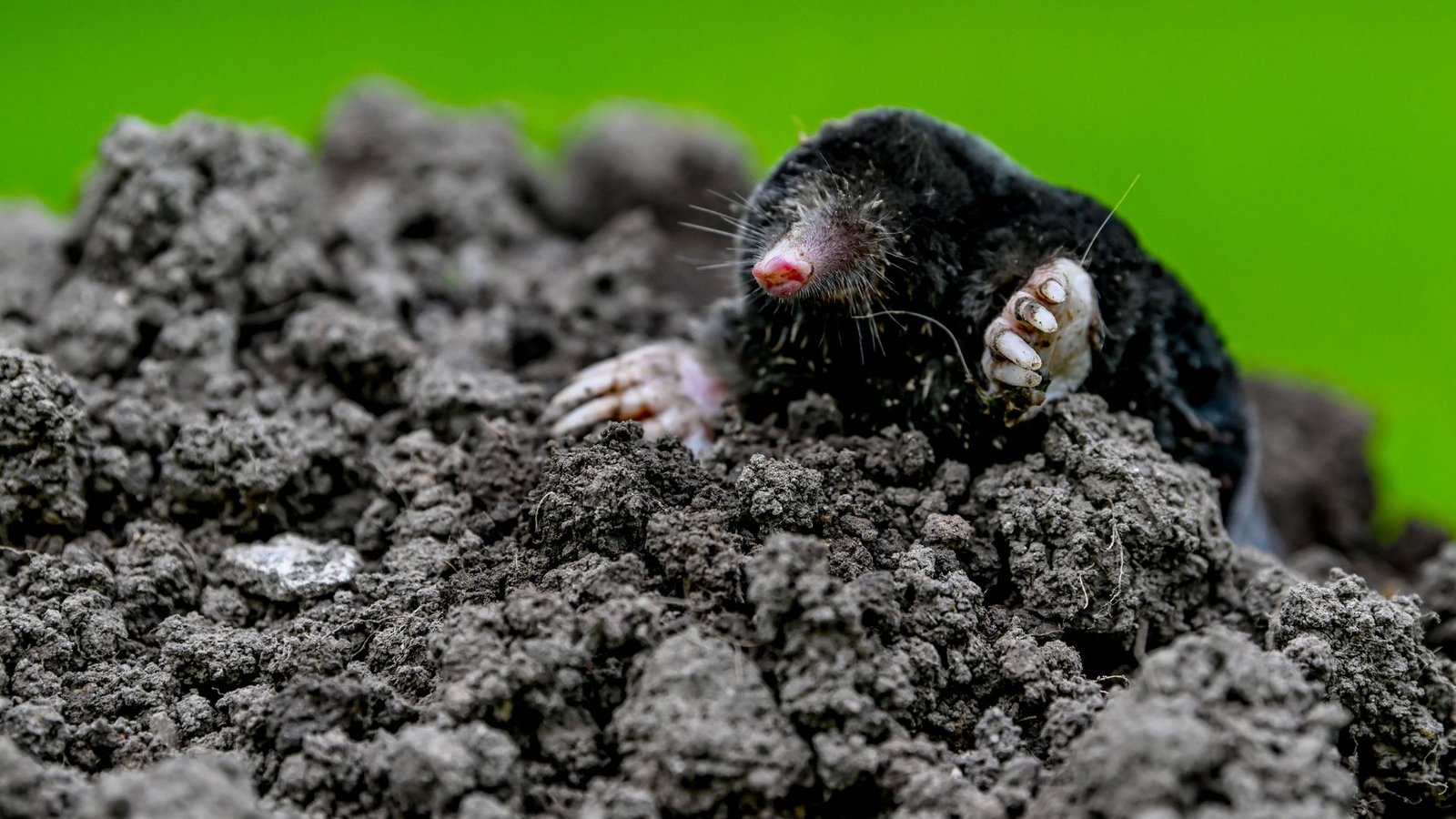 Grabende Säugetiere wie dieser Maulwurf haben während Katastrophen häufig bessere Überlebenschancen.Foto: Imago/Andio Grabende Säugetiere wie dieser Maulwurf haben während Katastrophen häufig bessere Überlebenschancen.Foto: Imago/Andio