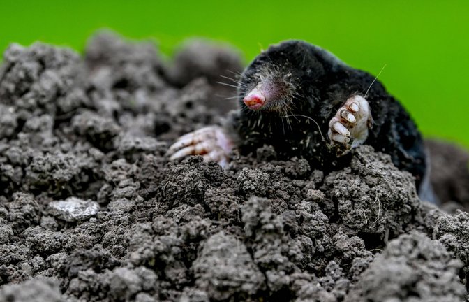 Grabende Säugetiere wie dieser Maulwurf haben während Katastrophen häufig bessere Überlebenschancen.<span class='image-autor'>Foto: Imago/Andio</span>