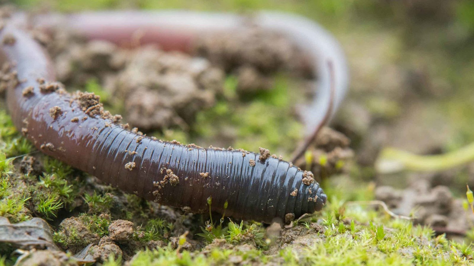 Regenwürmer im Boden beeinflussen die Welt der Krabbeltiere über der Oberfläche enorm.Foto: Valentin Gutekunst Regenwürmer im Boden beeinflussen die Welt der Krabbeltiere über der Oberfläche enorm.Foto: Valentin Gutekunst