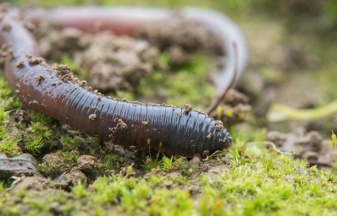 Regenwürmer im Boden beeinflussen die Welt der Krabbeltiere über der Oberfläche enorm.<span class='image-autor'>Foto: Valentin Gutekunst</span>