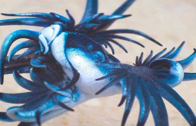 Blauer Drache: Solche blau gefärbten Ozeanschnecken sind an der spanischen Costa Blanca gesichtet worden.<span class='image-autor'>Foto: Imago/Wirestock</span>
