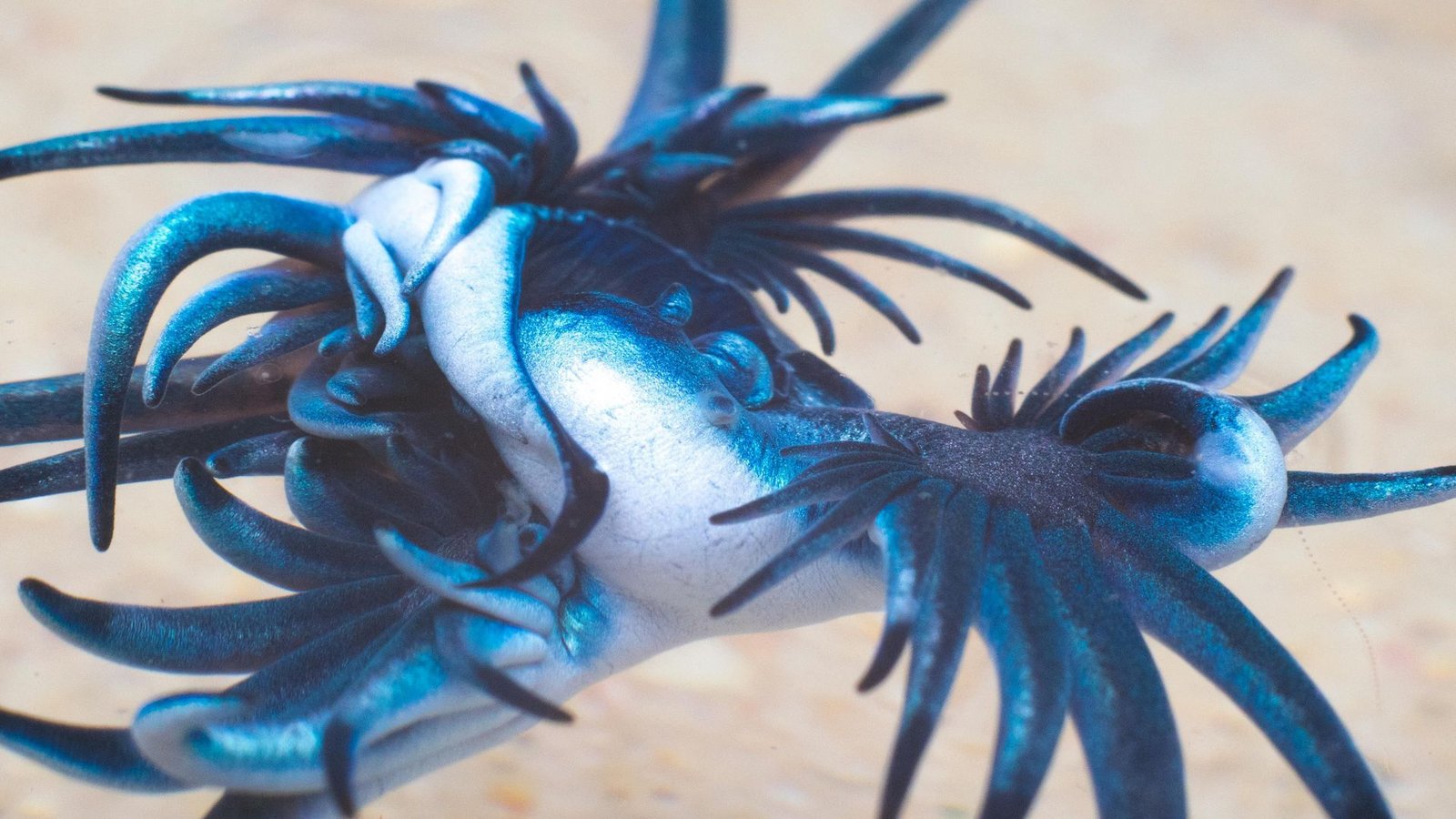 Blauer Drache: Solche blau gefärbten Ozeanschnecken sind an der spanischen Costa Blanca gesichtet worden.Foto: Imago/Wirestock Blauer Drache: Solche blau gefärbten Ozeanschnecken sind an der spanischen Costa Blanca gesichtet worden.Foto: Imago/Wirestock