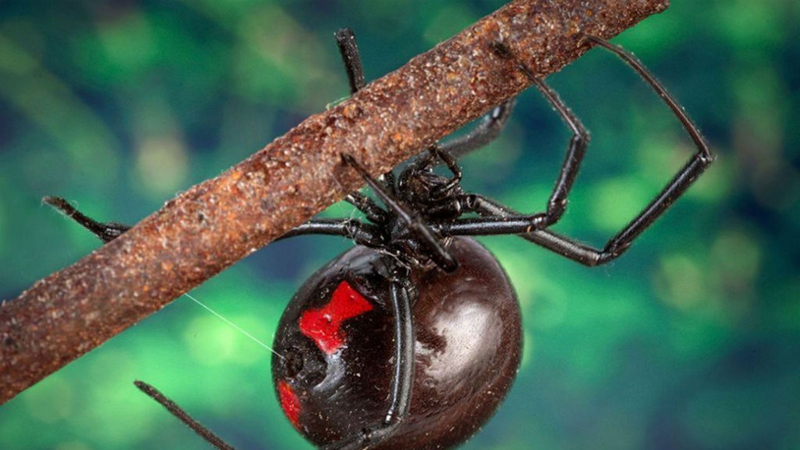 Südliche Schwarze Witwe: Die vier bis 15 Millimeter große Spinne ist in Nordamerika zuhause. Das starke Nervengift kann in schweren Fällen Schmerzen, Schwellungen und starke Krämpfe hervorrufen.Foto: Wikipedia commons/James Gathany Südliche Schwarze Witwe: Die vier bis 15 Millimeter große Spinne ist in Nordamerika zuhause. Das starke Nervengift kann in schweren Fällen Schmerzen, Schwellungen und starke Krämpfe hervorrufen.Foto: Wikipedia commons/James Gathany