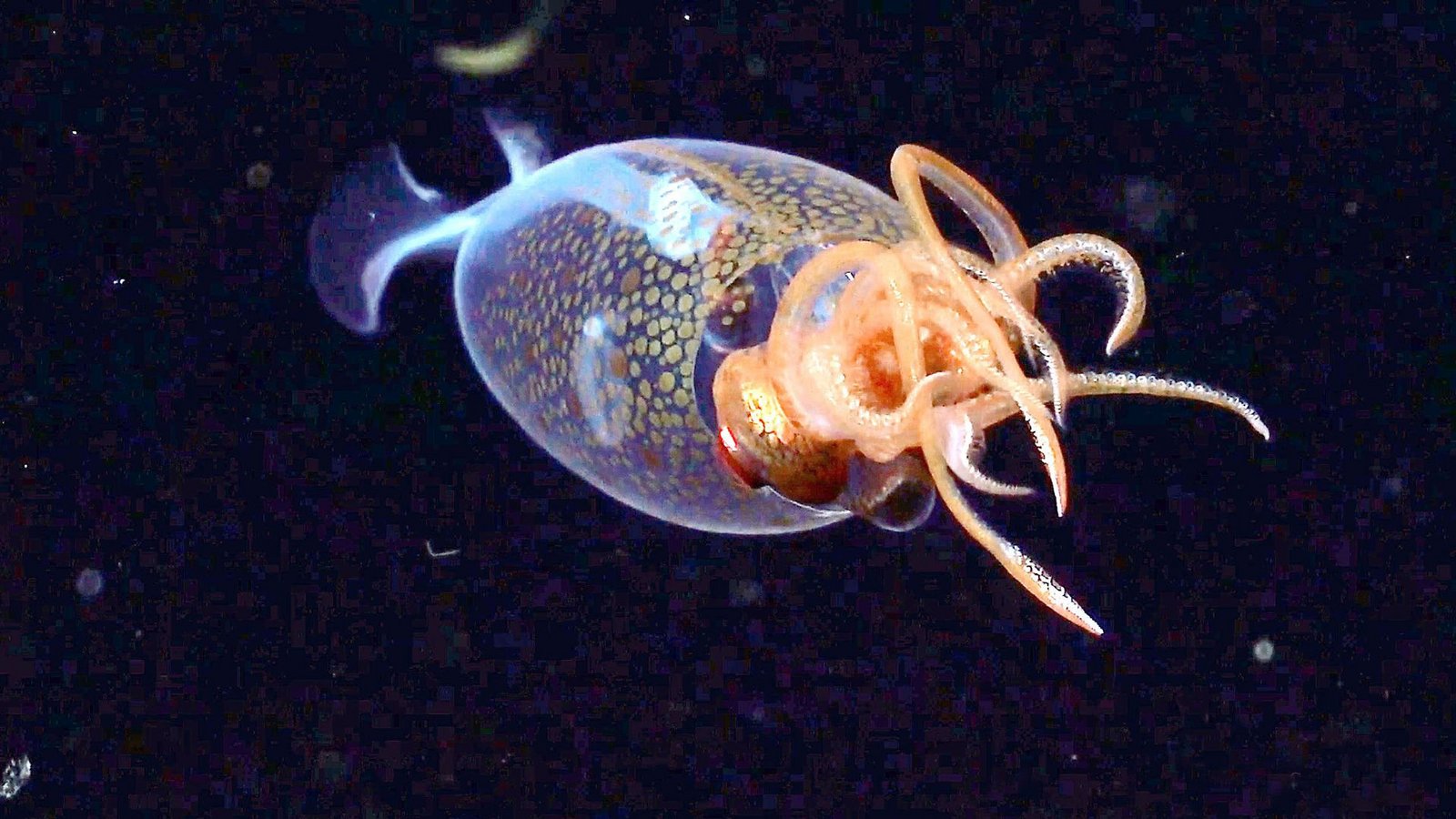 Das etwa 30 Zentimeter lange Jungtier wurde in 600 Metern Tiefe gefilmt.Foto: /ROV SuBastian / Schmidt Ocean Institute