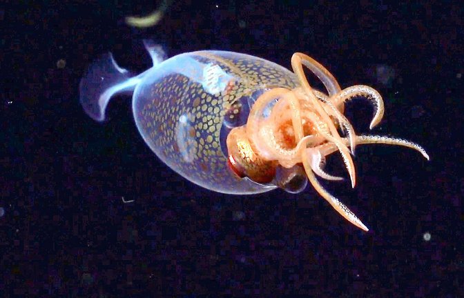Das etwa 30 Zentimeter lange Jungtier wurde in 600 Metern Tiefe gefilmt.<span class='image-autor'>Foto: /ROV SuBastian / Schmidt Ocean Institute</span>