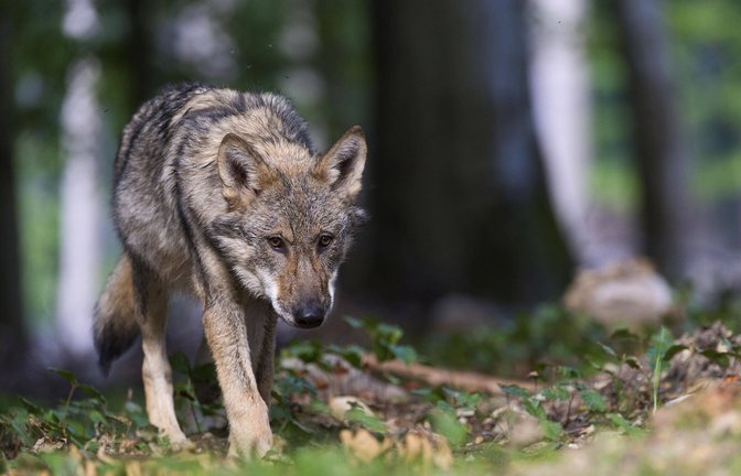 Die Rückkehr des Wolfes nach Deutschland stellt eine Gefahr für Nutztiere wie Rinder und Schafe dar. (Symbolbild)<span class='image-autor'>Foto: imago/imagebroker/imago stock&people</span>