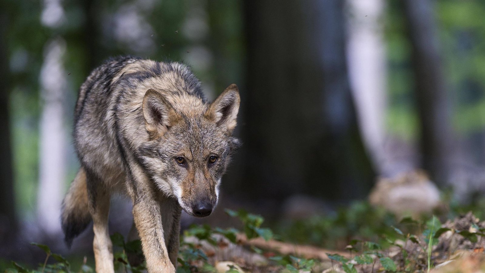 Die Rückkehr des Wolfes nach Deutschland stellt eine Gefahr für Nutztiere wie Rinder und Schafe dar. (Symbolbild)Foto: imago/imagebroker/imago stock&people Die Rückkehr des Wolfes nach Deutschland stellt eine Gefahr für Nutztiere wie Rinder und Schafe dar. (Symbolbild)Foto: imago/imagebroker/imago stock&people