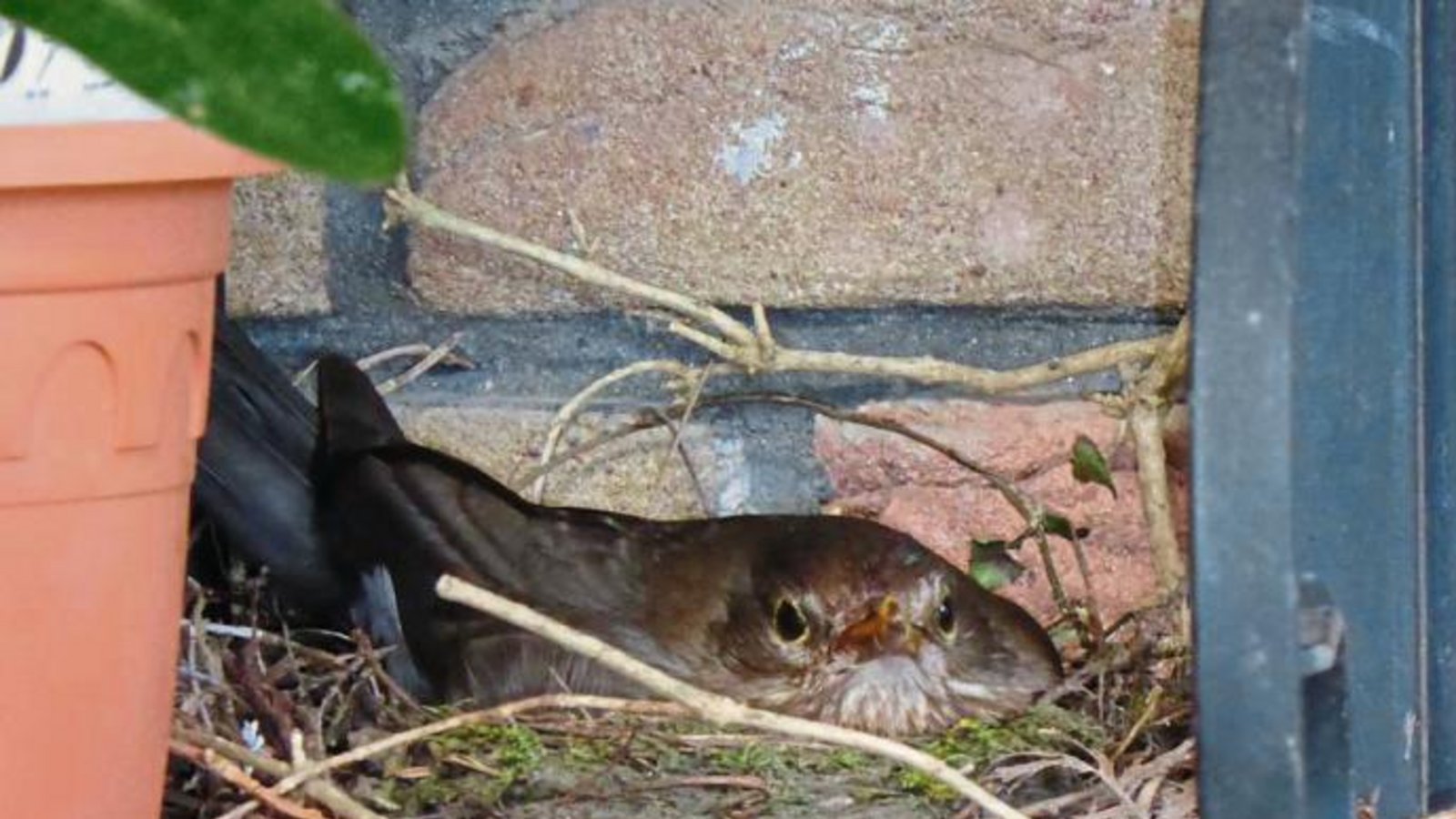 Diese brütende Amsel hat sich auf der Terrasse von Helga Graser in Riet häuslich niedergelassen.