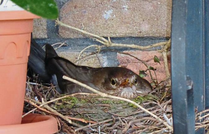 Diese brütende Amsel hat sich auf der Terrasse von Helga Graser in Riet häuslich niedergelassen.