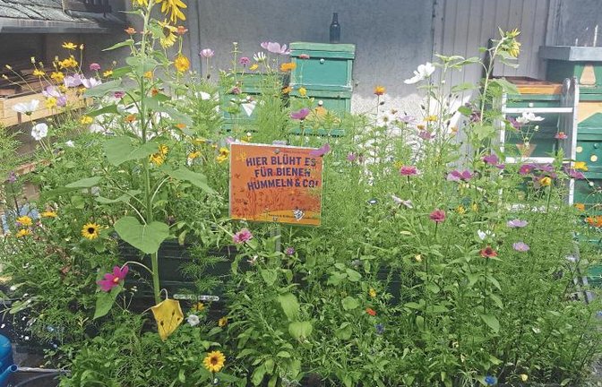 Vaihingen blüht auf: Allein mit einer ausgedienten Gemüsekiste, auf befestigtem Boden stehend, kann eine für Insekten nützliche Wiese entstehen.  Foto: Haffner