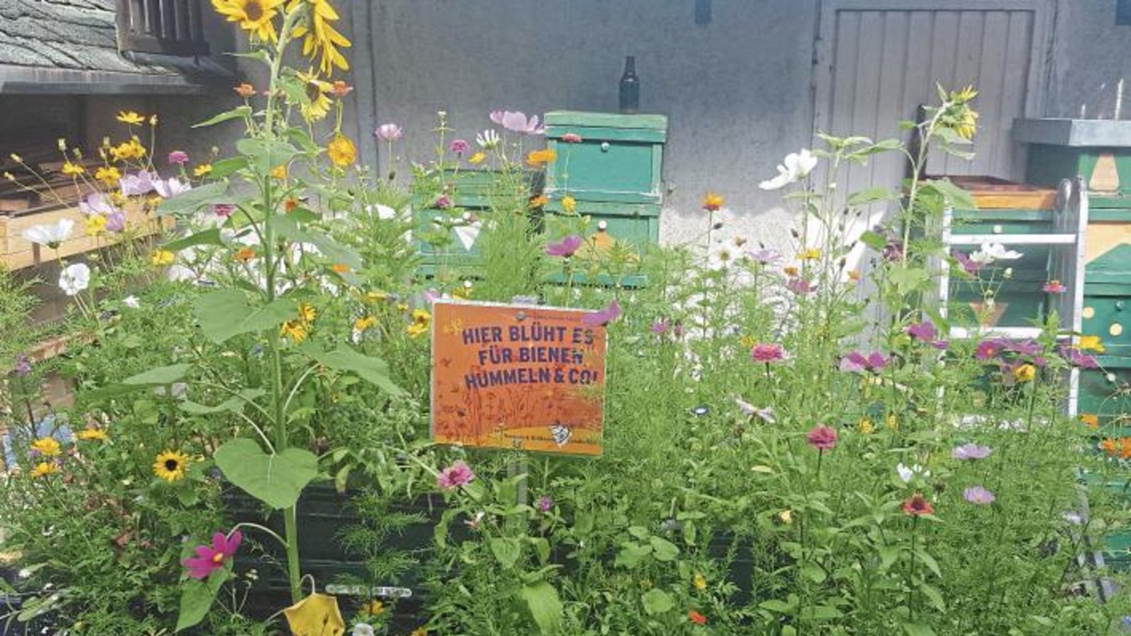 Vaihingen blüht auf: Allein mit einer ausgedienten Gemüsekiste, auf befestigtem Boden stehend, kann eine für Insekten nützliche Wiese entstehen. Foto: Haffner Vaihingen blüht auf: Allein mit einer ausgedienten Gemüsekiste, auf befestigtem Boden stehend, kann eine für Insekten nützliche Wiese entstehen. Foto: Haffner