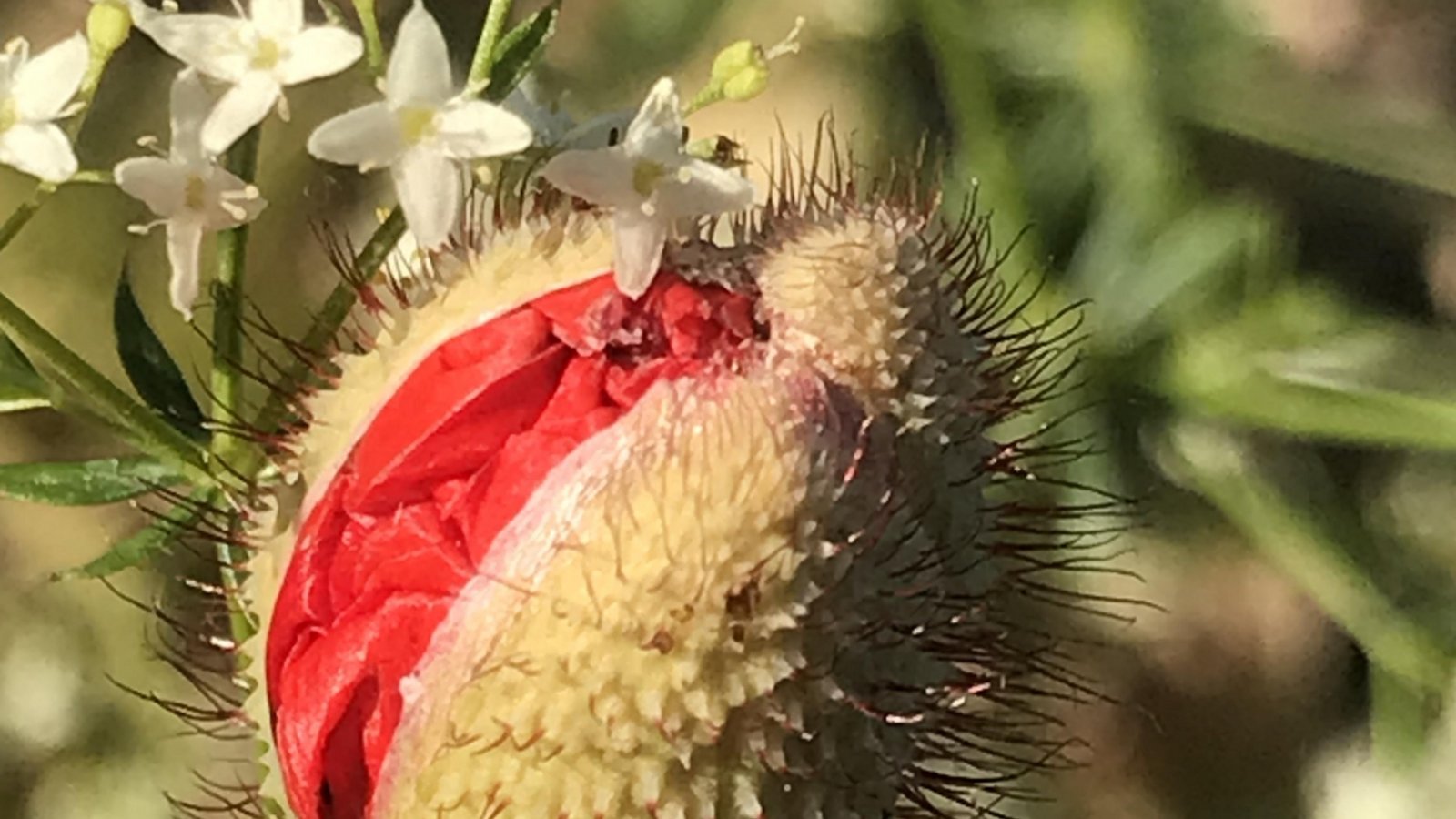In der Entwicklung: Eine Mohnblume, die kurz vor der Entfaltung steht, hat Ellen Brstilo auf einem Bild festgehalten. In der Entwicklung: Eine Mohnblume, die kurz vor der Entfaltung steht, hat Ellen Brstilo auf einem Bild festgehalten.