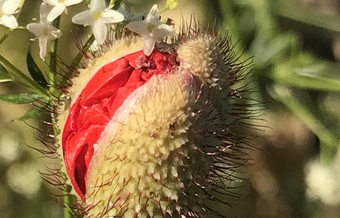 In der Entwicklung: Eine Mohnblume, die kurz vor der Entfaltung steht, hat Ellen Brstilo auf einem Bild festgehalten.