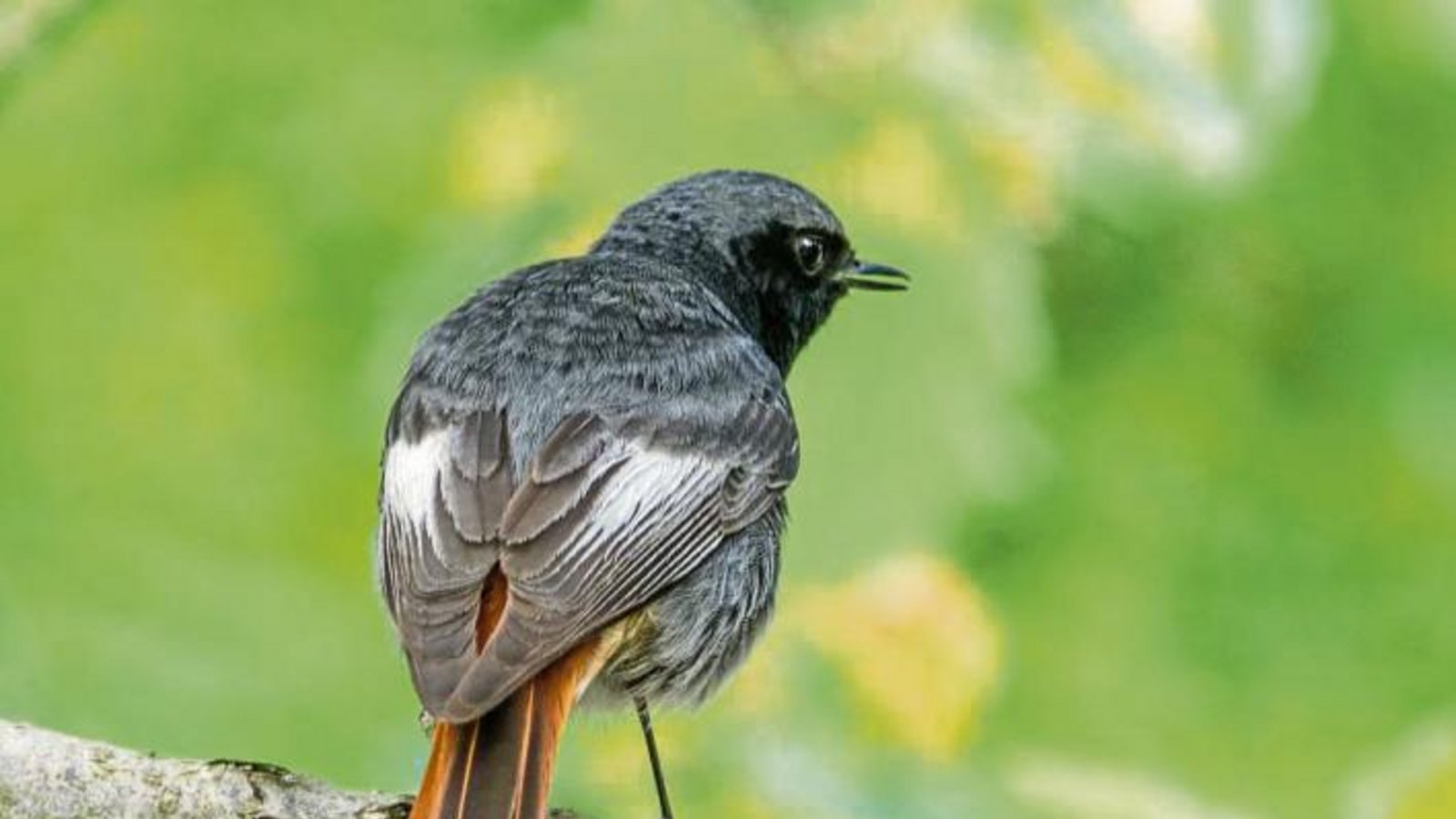 Das Männchen des Hausrotschwanzes ist ein hübscher Bursche.  Foto: Mede