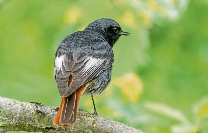 Das Männchen des Hausrotschwanzes ist ein hübscher Bursche.  Foto: Mede