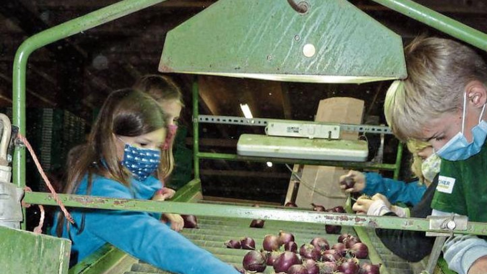 Die Minigärtner an der Zwiebelsortiermaschine. Fotos: Janson Die Minigärtner an der Zwiebelsortiermaschine. Fotos: Janson