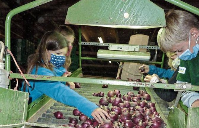 Die Minigärtner an der Zwiebelsortiermaschine. Fotos: Janson