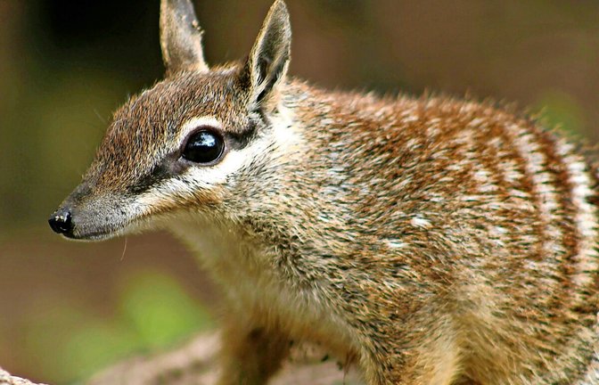 Der Numbat ist eine gestreifte Beuteltierart aus Australien.<span class='image-autor'>Foto: Perth Zoo</span>
