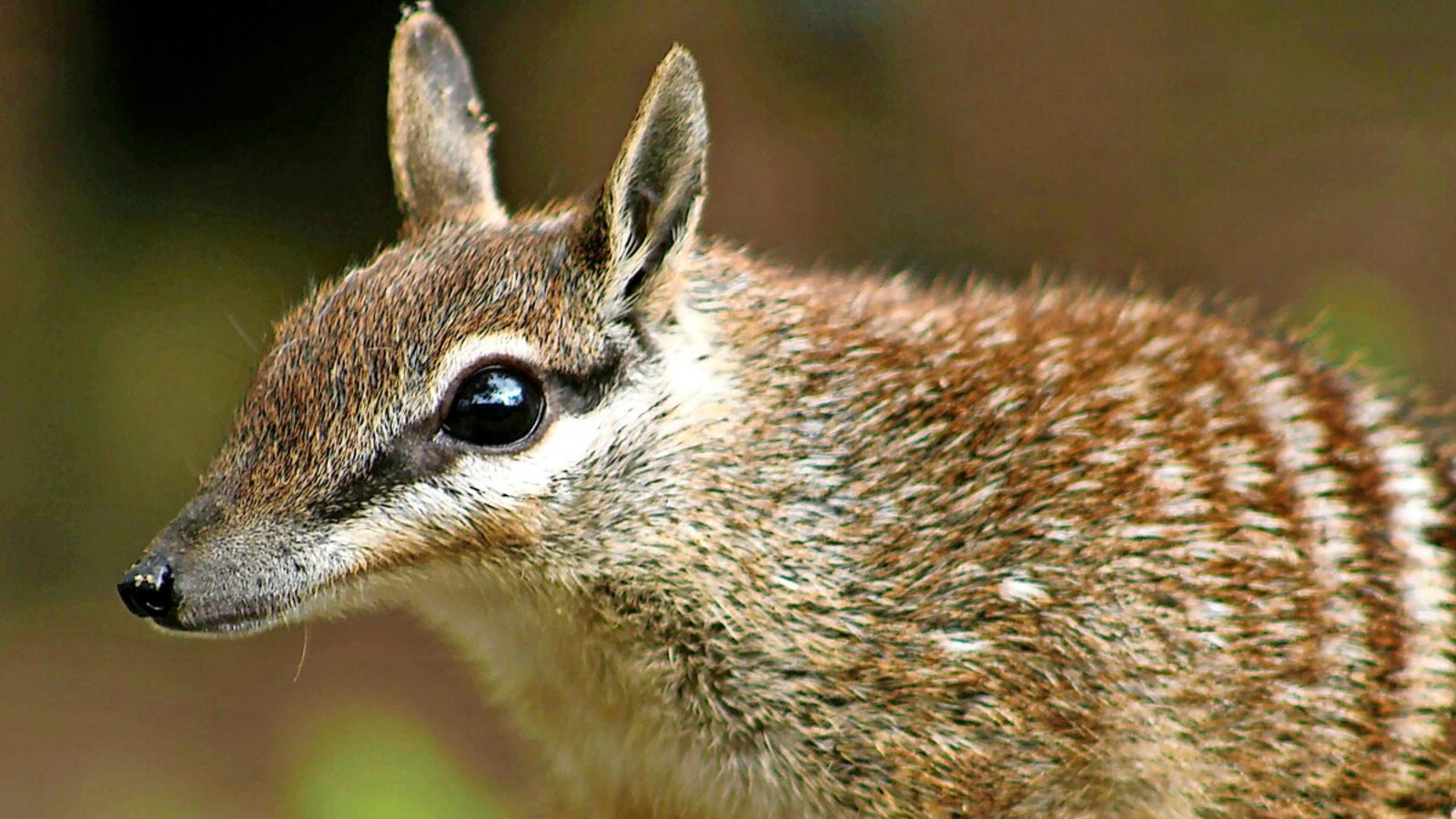 Der Numbat ist eine gestreifte Beuteltierart aus Australien.Foto: Perth Zoo Der Numbat ist eine gestreifte Beuteltierart aus Australien.Foto: Perth Zoo