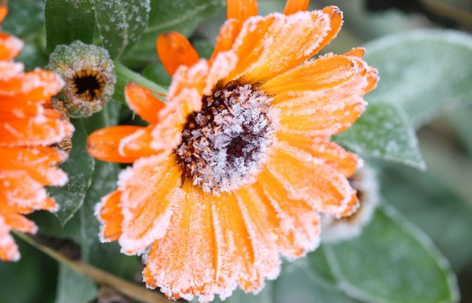 Erfahren Sie, wann 2026 die Frostgefahr endet und wann Sie empfindliche Pflanzen sicher ins Freie stellen können.<span class='image-autor'>Foto: Trevor Allen Weddings / Shutterstock.com</span>